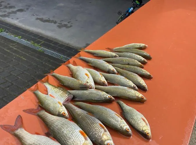 Nad Jeziorem Charzykowskim Emilia 公寓 哈日科维